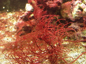 agar_photo